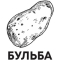 Бульба